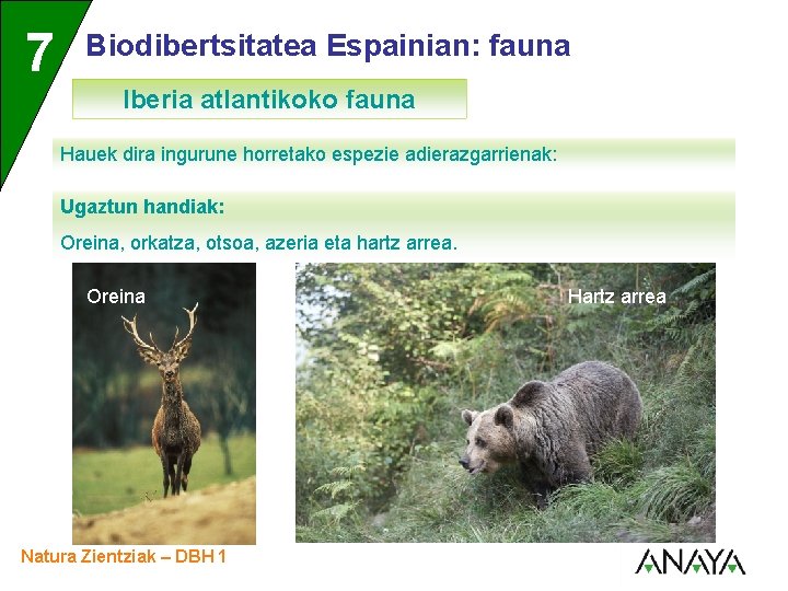 UNIDAD 7 3 Biodibertsitatea Espainian: fauna Iberia atlantikoko fauna Hauek dira ingurune horretako espezie