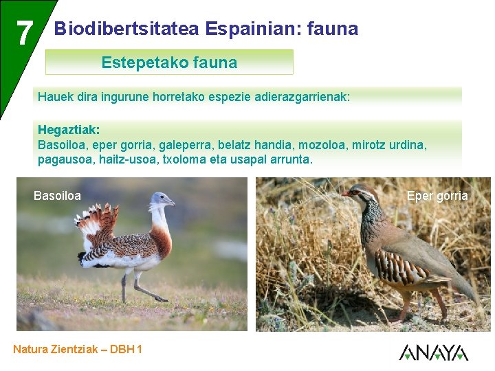 UNIDAD 7 3 Biodibertsitatea Espainian: fauna Estepetako fauna Hauek dira ingurune horretako espezie adierazgarrienak: