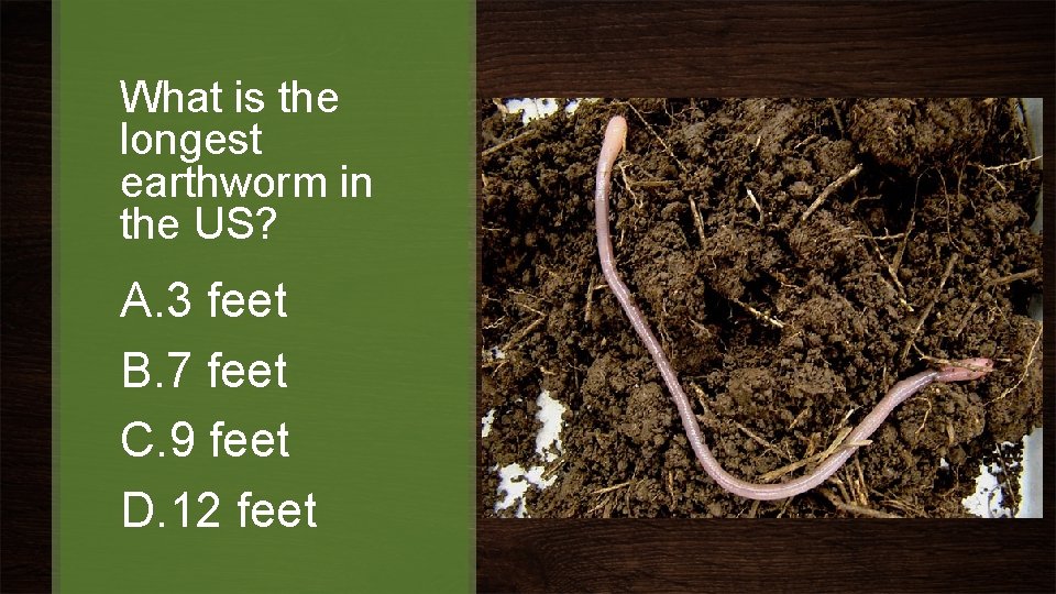 What is the longest earthworm in the US? A. 3 feet B. 7 feet