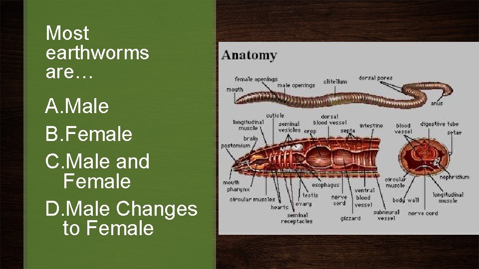 Most earthworms are… A. Male B. Female C. Male and Female D. Male Changes