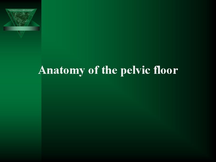 Anatomy of the pelvic floor 