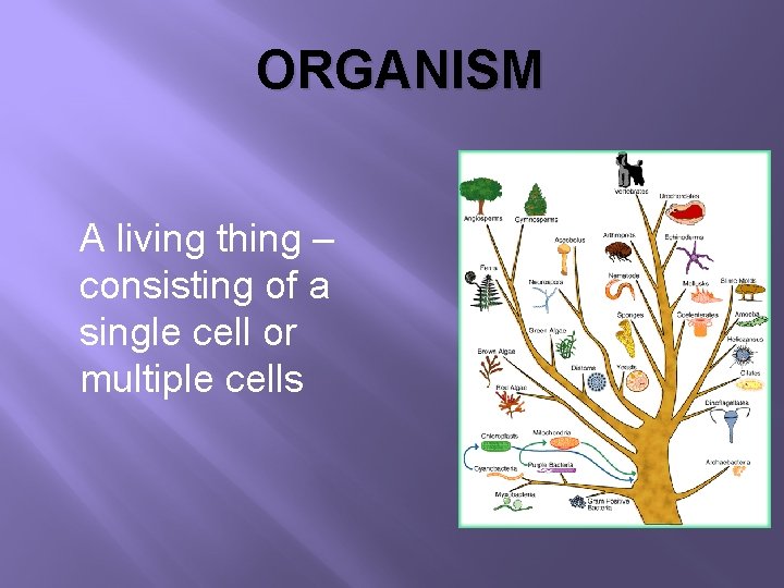 ORGANISM A living thing – consisting of a single cell or multiple cells 