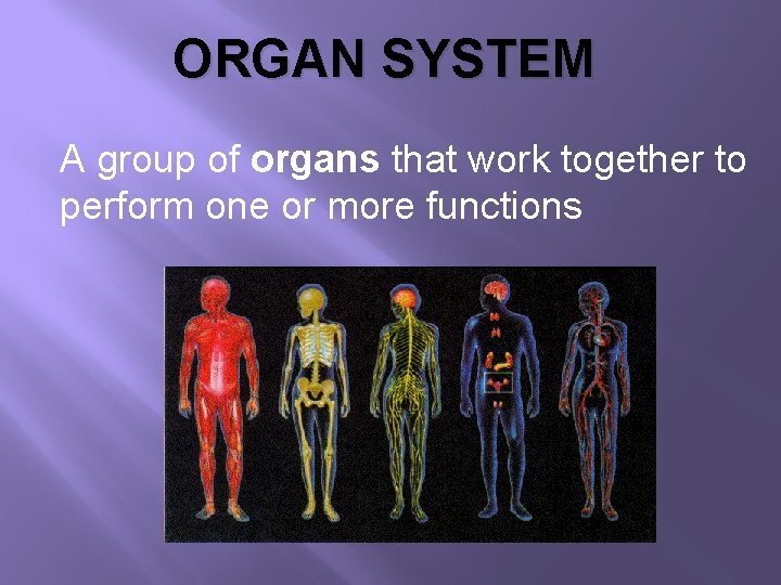 ORGAN SYSTEM A group of organs that work together to perform one or more
