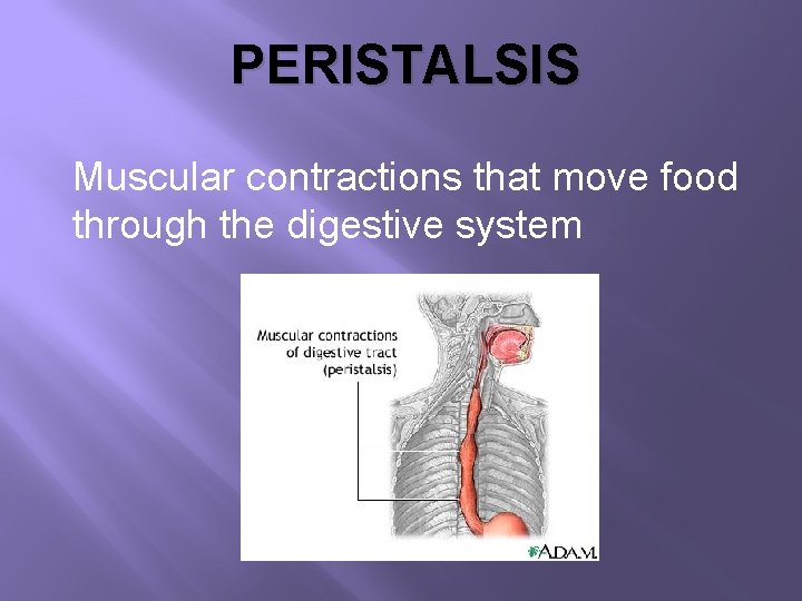 PERISTALSIS Muscular contractions that move food through the digestive system 