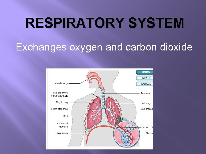 RESPIRATORY SYSTEM Exchanges oxygen and carbon dioxide 