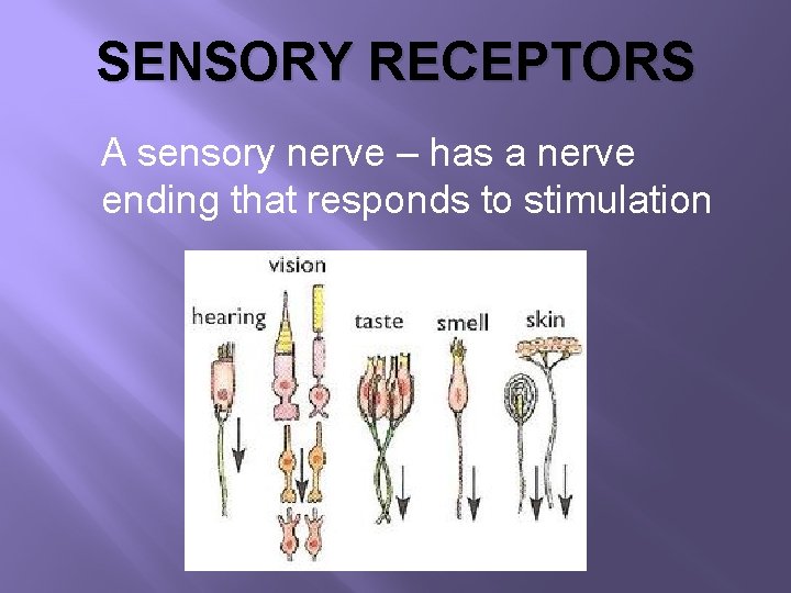SENSORY RECEPTORS A sensory nerve – has a nerve ending that responds to stimulation