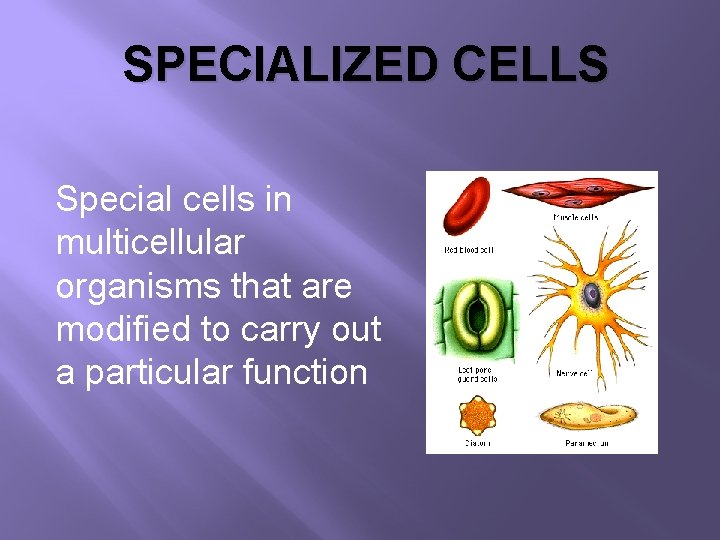 SPECIALIZED CELLS Special cells in multicellular organisms that are modified to carry out a