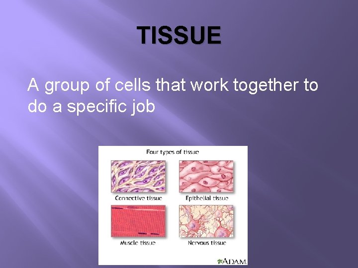 TISSUE A group of cells that work together to do a specific job 