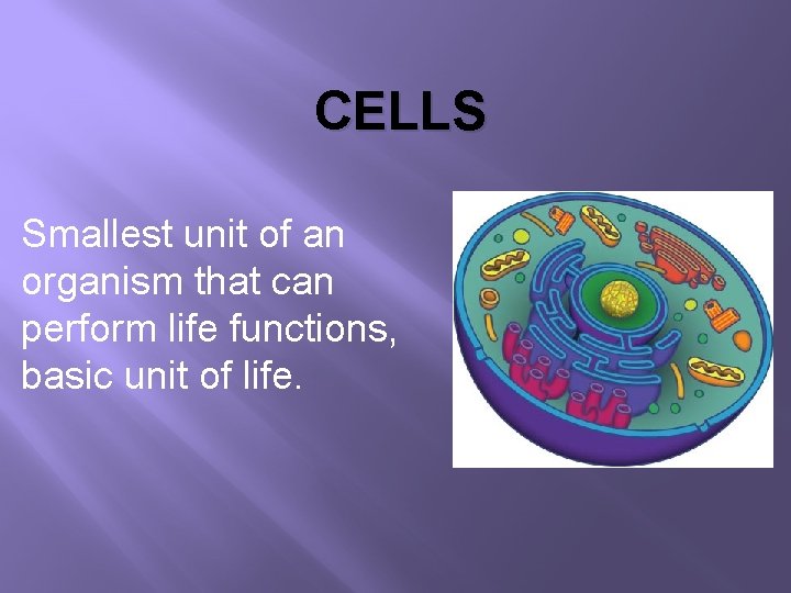 CELLS Smallest unit of an organism that can perform life functions, basic unit of