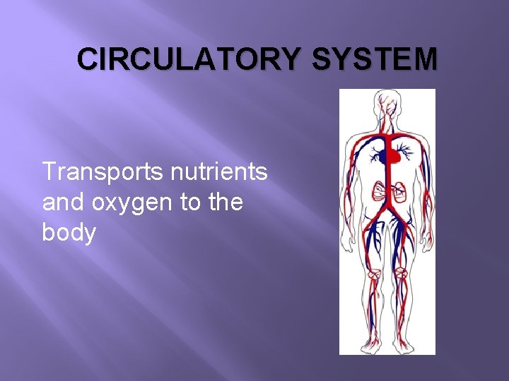 CIRCULATORY SYSTEM Transports nutrients and oxygen to the body 