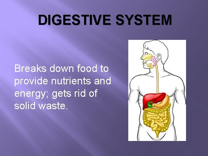 DIGESTIVE SYSTEM Breaks down food to provide nutrients and energy; gets rid of solid