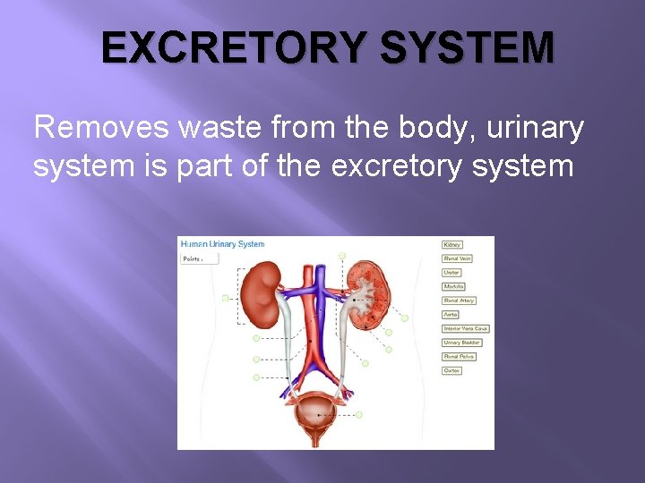 EXCRETORY SYSTEM Removes waste from the body, urinary system is part of the excretory