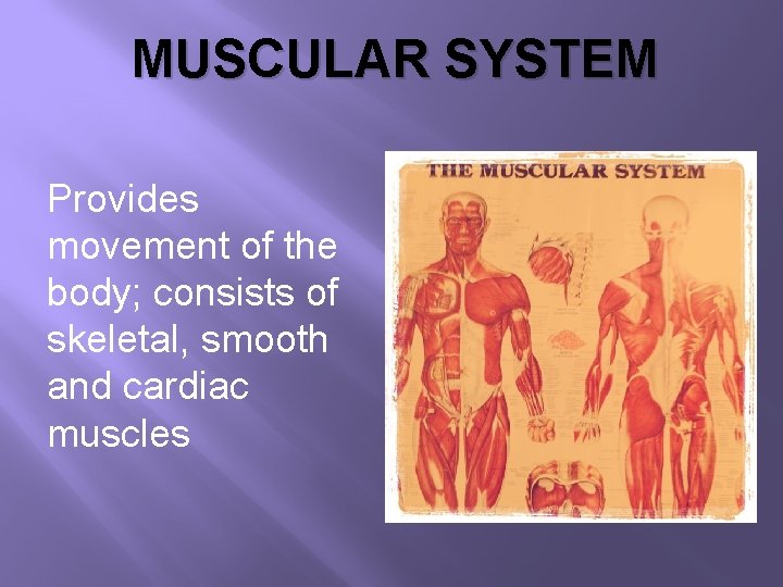 MUSCULAR SYSTEM Provides movement of the body; consists of skeletal, smooth and cardiac muscles
