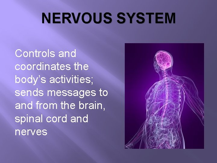 NERVOUS SYSTEM Controls and coordinates the body’s activities; sends messages to and from the