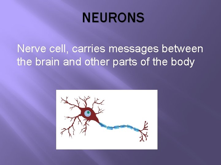 NEURONS Nerve cell, carries messages between the brain and other parts of the body