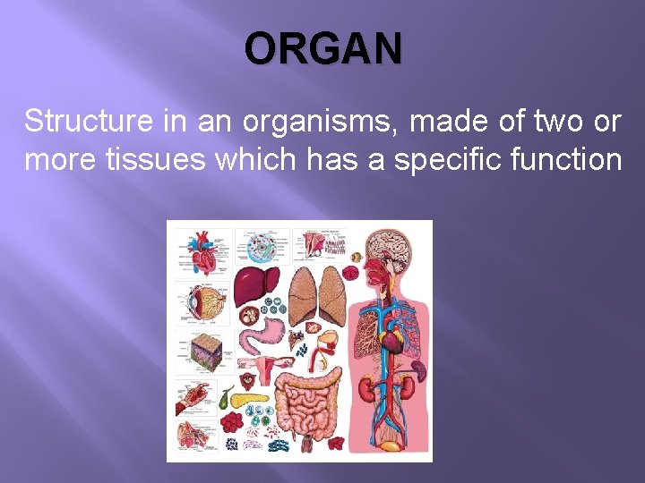 ORGAN Structure in an organisms, made of two or more tissues which has a