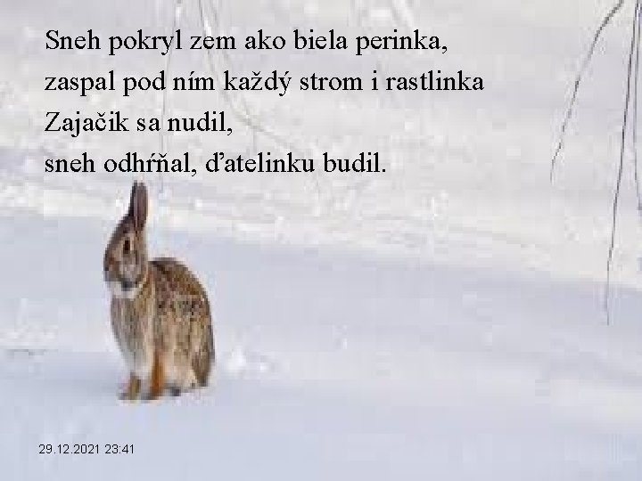 Sneh pokryl zem ako biela perinka, zaspal pod ním každý strom i rastlinka Zajačik