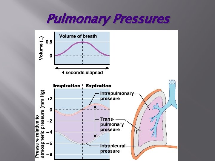 Pulmonary Pressures 