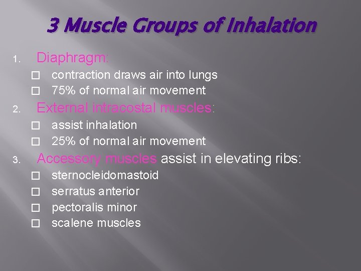 3 Muscle Groups of Inhalation 1. Diaphragm: contraction draws air into lungs � 75%