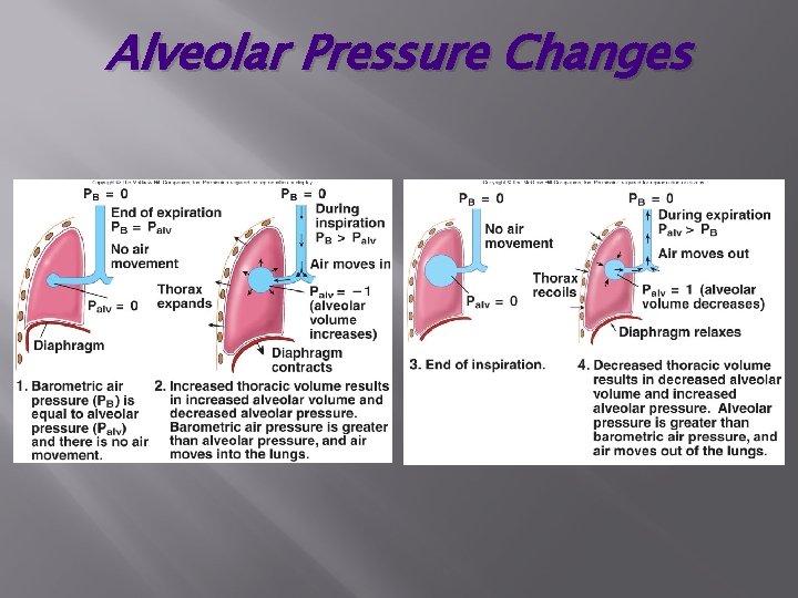 Alveolar Pressure Changes 