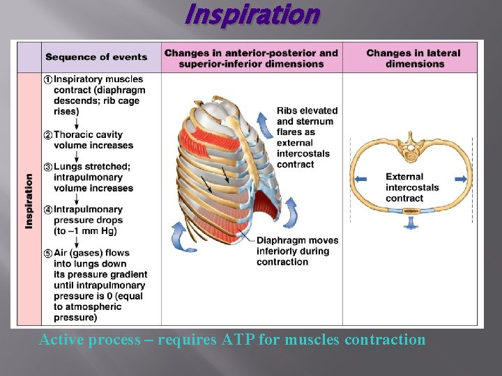 Inspiration Active process – requires ATP for muscles contraction 