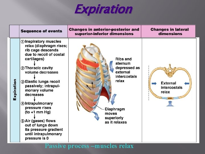 Expiration Passive process –muscles relax 