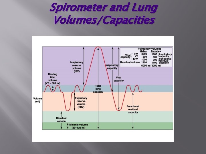 Spirometer and Lung Volumes/Capacities 