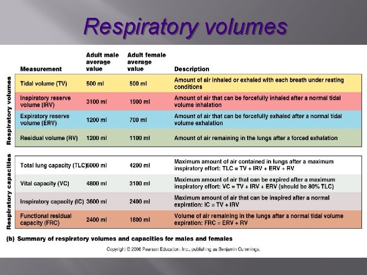 Respiratory volumes 