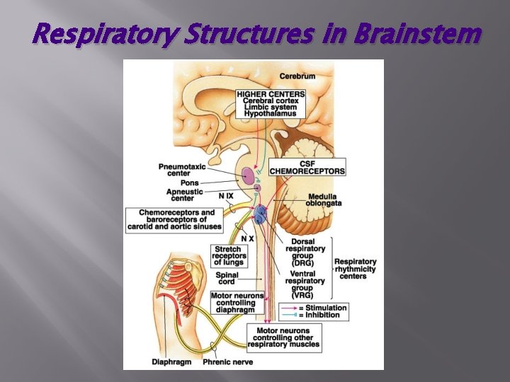 Respiratory Structures in Brainstem 