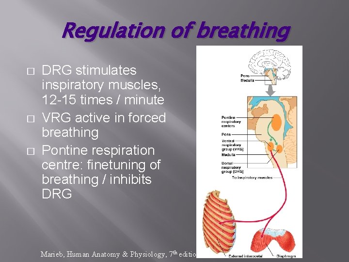 Regulation of breathing � � � DRG stimulates inspiratory muscles, 12 -15 times /
