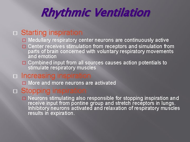 Rhythmic Ventilation � Starting inspiration Medullary respiratory center neurons are continuously active Center receives