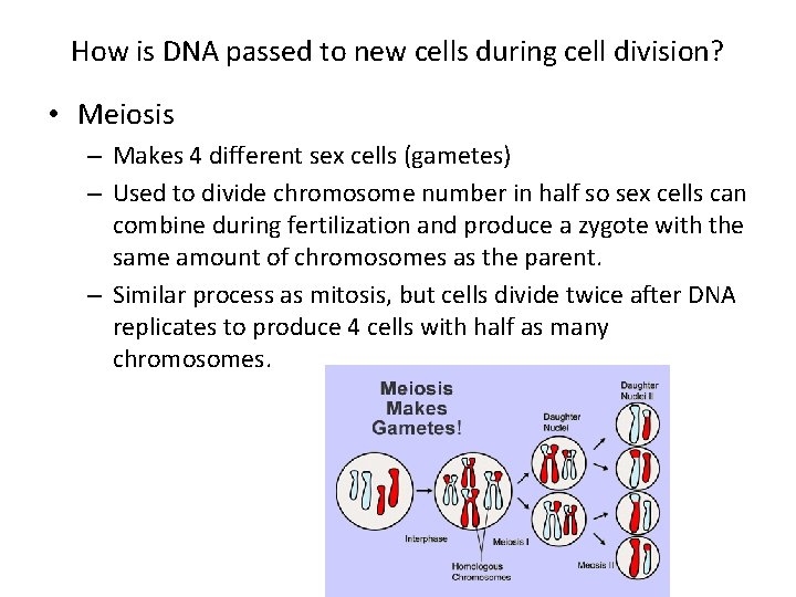 How is DNA passed to new cells during cell division? • Meiosis – Makes