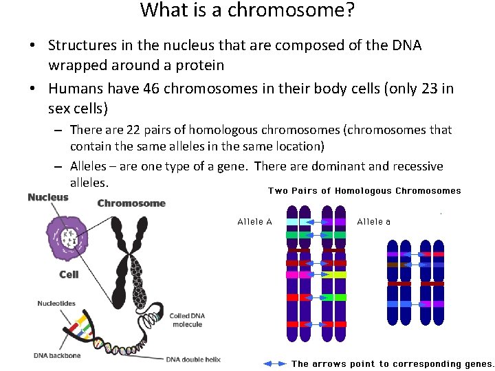 What is a chromosome? • Structures in the nucleus that are composed of the