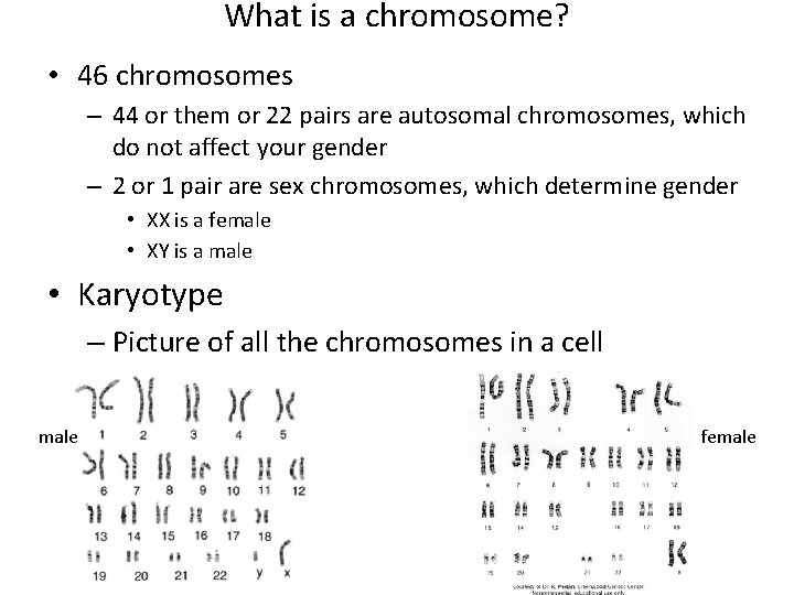 What is a chromosome? • 46 chromosomes – 44 or them or 22 pairs