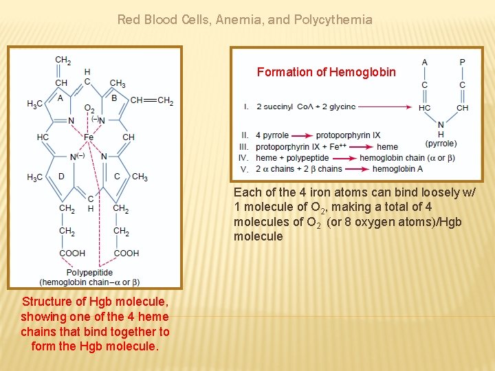 Red Blood Cells, Anemia, and Polycythemia Formation of Hemoglobin Each of the 4 iron