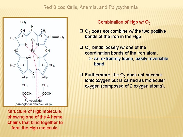 Red Blood Cells, Anemia, and Polycythemia Combination of Hgb w/ O 2 ❑ O