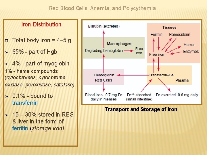 Red Blood Cells, Anemia, and Polycythemia Iron Distribution ❑ Total body iron = 4–