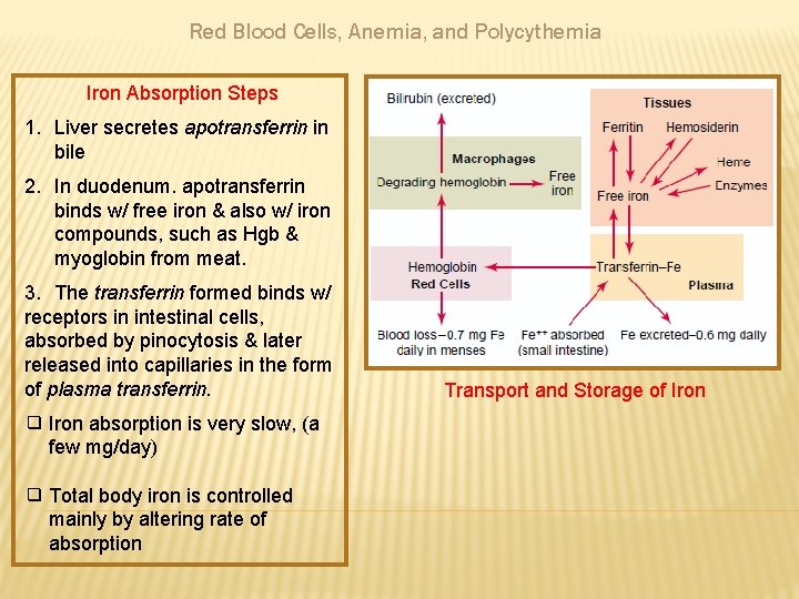 Red Blood Cells, Anemia, and Polycythemia Iron Absorption Steps 1. Liver secretes apotransferrin in