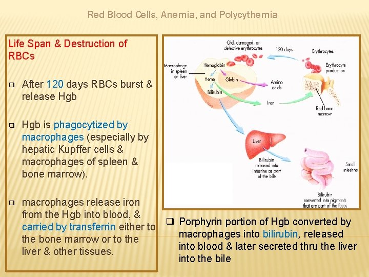 Red Blood Cells, Anemia, and Polycythemia Life Span & Destruction of RBCs ❑ After