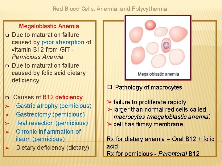 Red Blood Cells, Anemia, and Polycythemia ❑ ❑ Megaloblastic Anemia Due to maturation failure