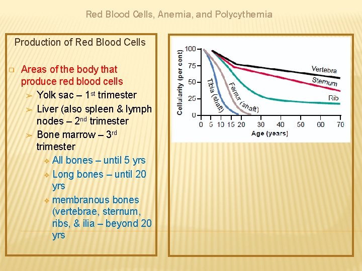 Red Blood Cells, Anemia, and Polycythemia Production of Red Blood Cells ❑ Areas of