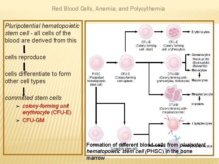 Red Blood Cells, Anemia, and Polycythemia Pluripotential hematopoietic stem cell - all cells of