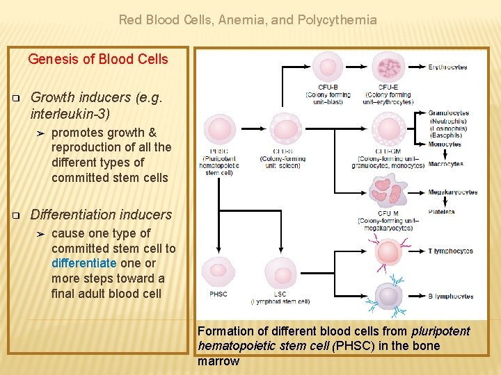 Red Blood Cells, Anemia, and Polycythemia Genesis of Blood Cells ❑ Growth inducers (e.