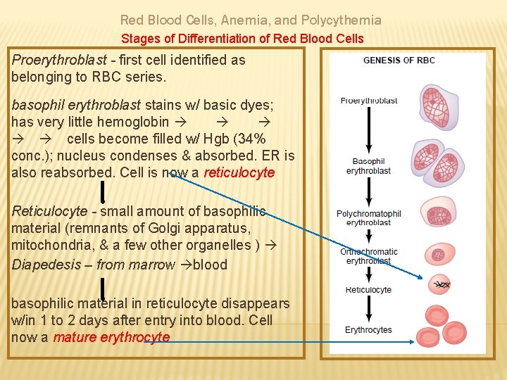 Red Blood Cells, Anemia, and Polycythemia Stages of Differentiation of Red Blood Cells Proerythroblast