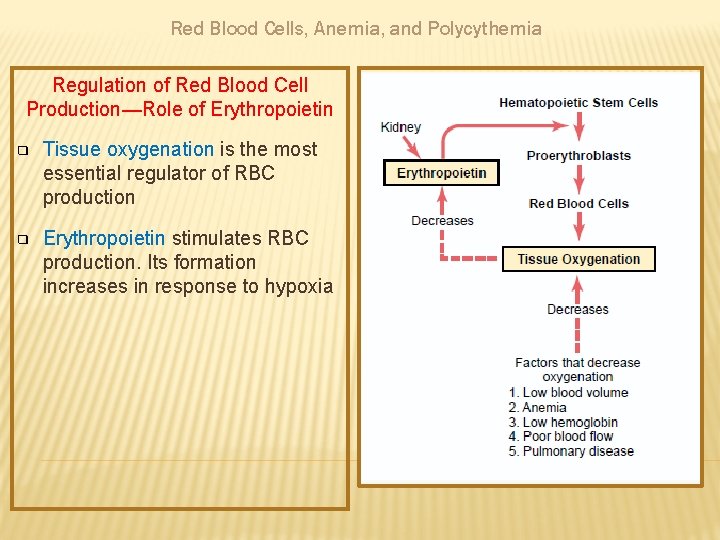 Red Blood Cells, Anemia, and Polycythemia Regulation of Red Blood Cell Production—Role of Erythropoietin