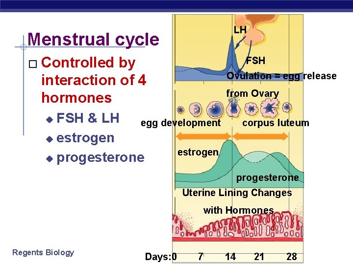 LH Menstrual cycle � Controlled by interaction of 4 hormones FSH Ovulation = egg