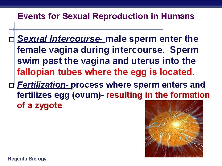 Events for Sexual Reproduction in Humans � � Sexual Intercourse- male sperm enter the