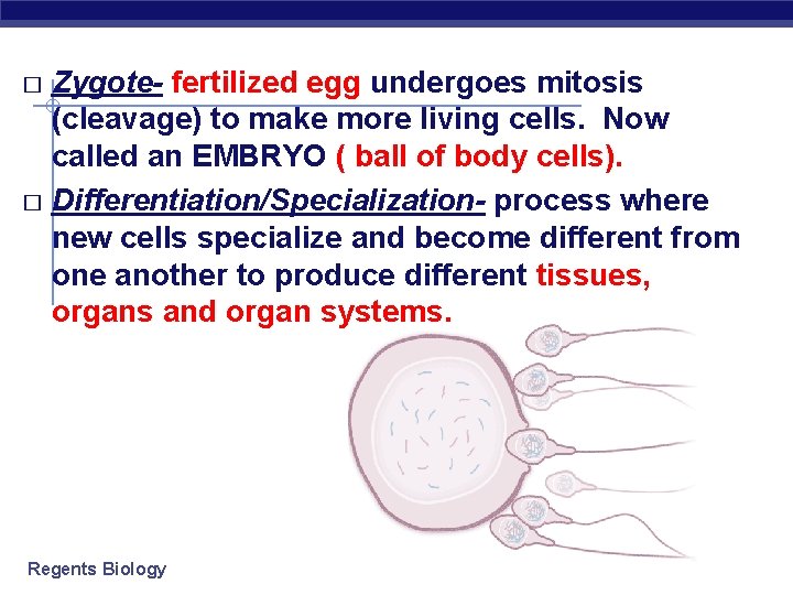 Zygote- fertilized egg undergoes mitosis (cleavage) to make more living cells. Now called an