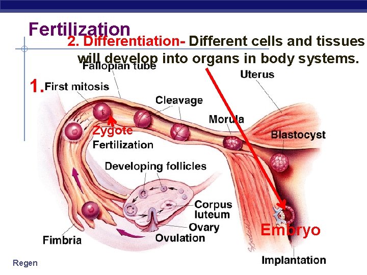 Fertilization 2. Differentiation- Different cells and tissues will develop into organs in body systems.