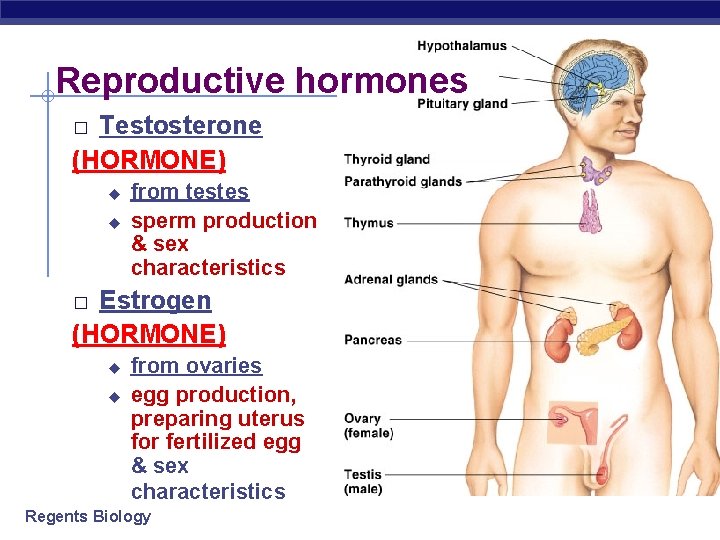 Reproductive hormones Testosterone (HORMONE) � u u from testes sperm production & sex characteristics